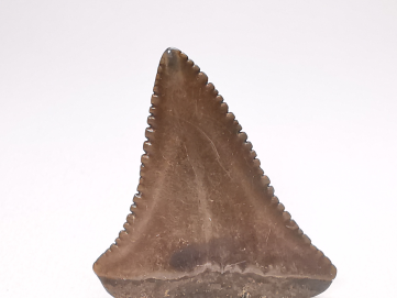 Fossil tooth of Great white shark: Carcharodon carcharias