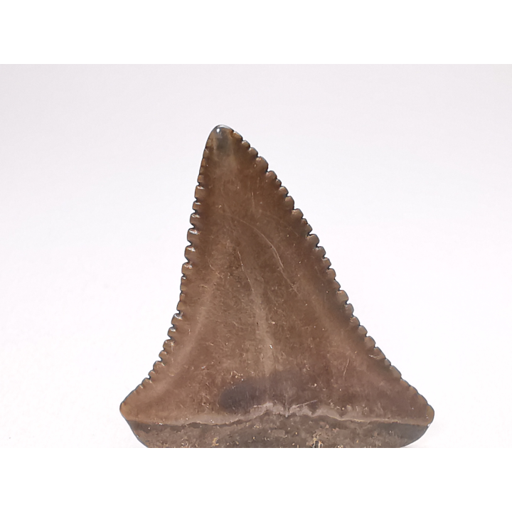 Dent fossile du GRAND REQUIN BLANC : Carcharodon carcharias