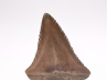 Dent fossile du GRAND REQUIN BLANC : Carcharodon carcharias