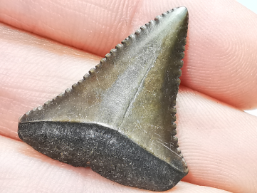 Fossil tooth of Great white shark: Carcharodon carcharias