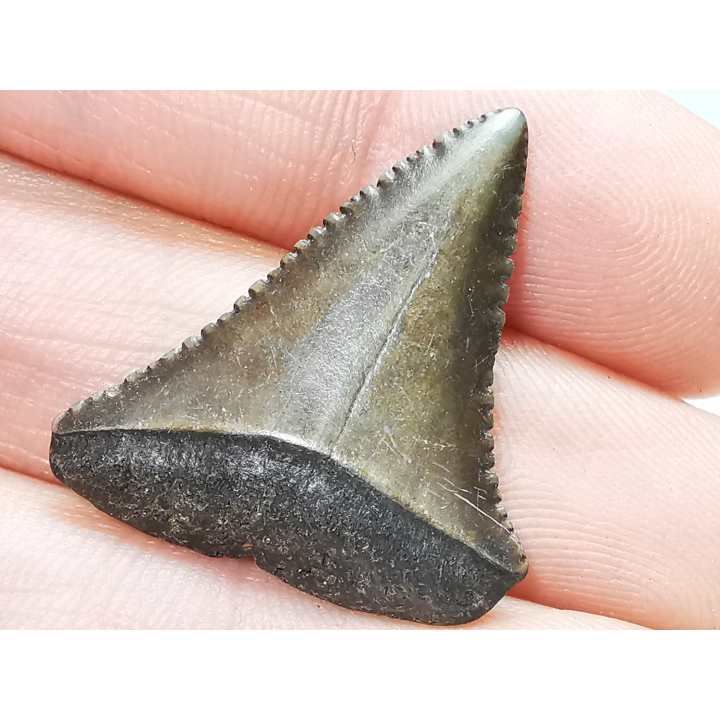 Dent fossile du GRAND REQUIN BLANC : Carcharodon carcharias