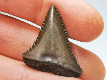 Dent fossile du GRAND REQUIN BLANC : Carcharodon carcharias