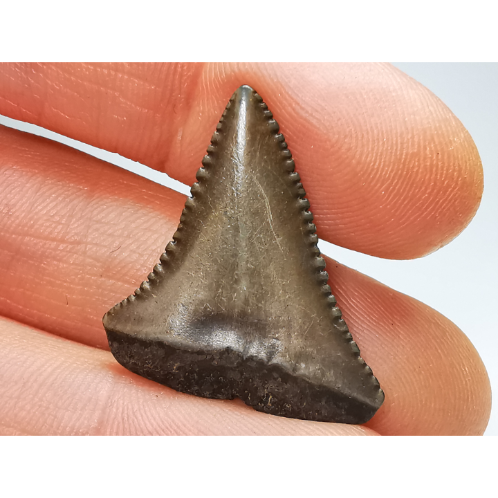 Dent fossile du GRAND REQUIN BLANC : Carcharodon carcharias