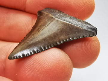 Fossil tooth of Great white shark: Carcharodon carcharias