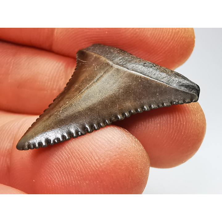 Dent fossile du GRAND REQUIN BLANC : Carcharodon carcharias