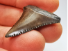 Fossil tooth of Great white shark: Carcharodon carcharias