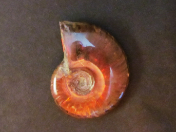 Ammonite de Madagascar: cleoniceras polie