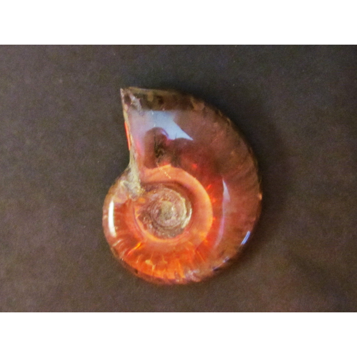 Polish Ammonite from  Madagascar