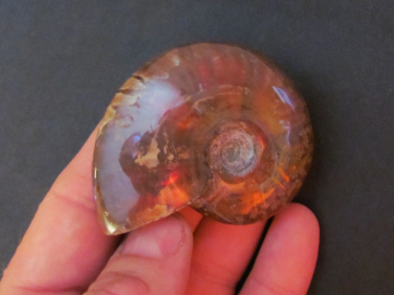 Polish Ammonite from  Madagascar
