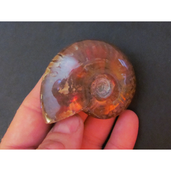 Polish Ammonite from  Madagascar