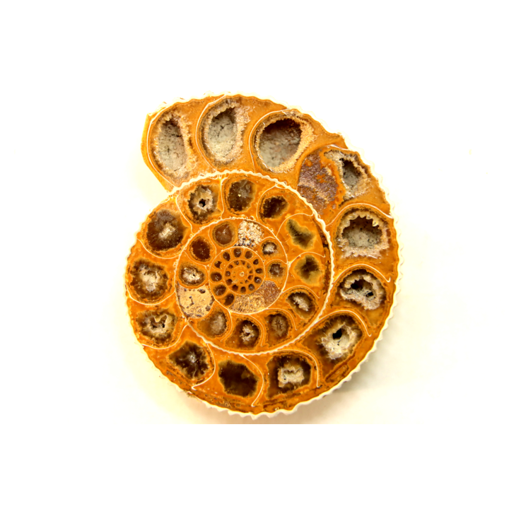 ammonite sciée de Madagascar