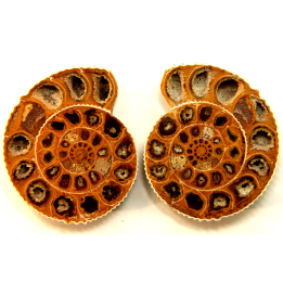ammonite sciée de Madagascar