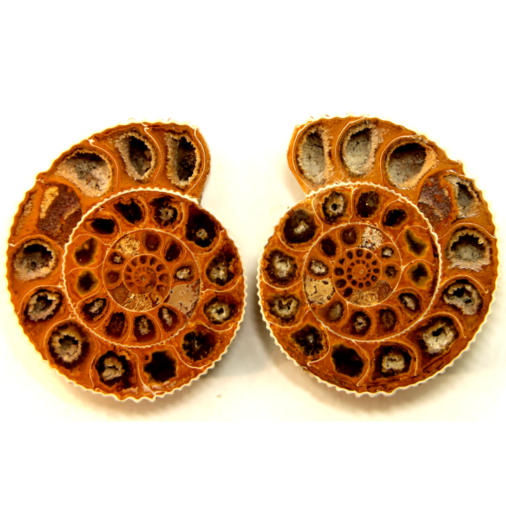 ammonite sciée de Madagascar