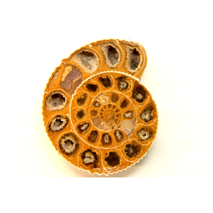 ammonite sciée de Madagascar