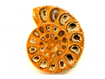 ammonite sciée de Madagascar