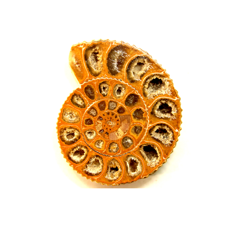 ammonite sciée de Madagascar