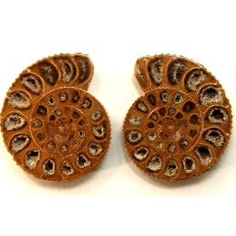 ammonite sciée de Madagascar