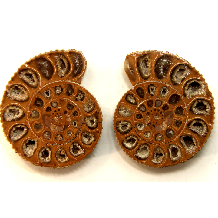 ammonite sciée de Madagascar
