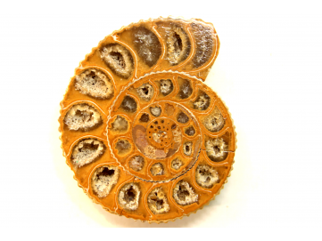 ammonite sciée de Madagascar