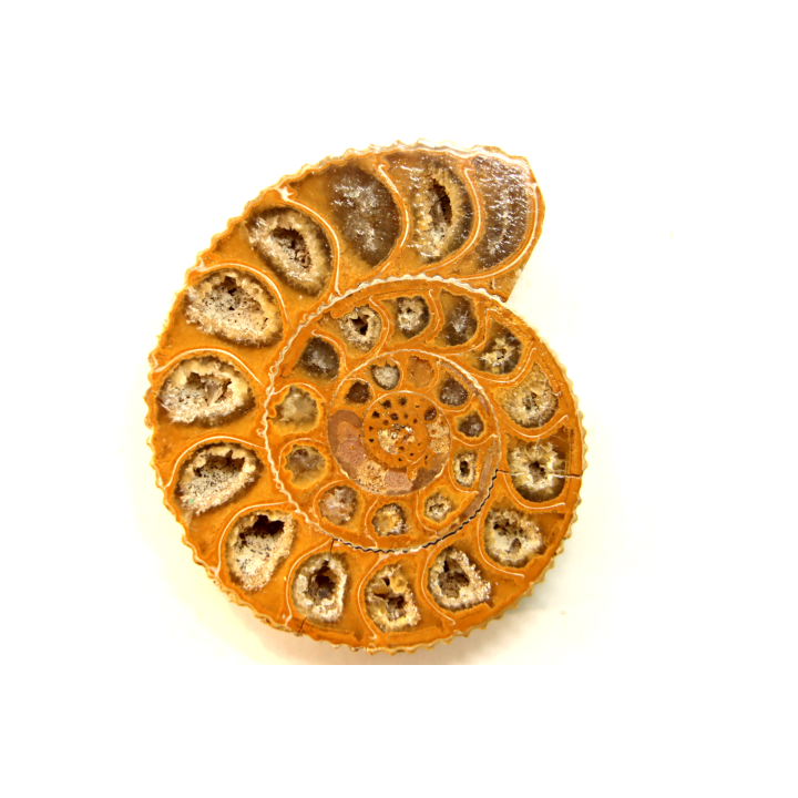 ammonite sciée de Madagascar