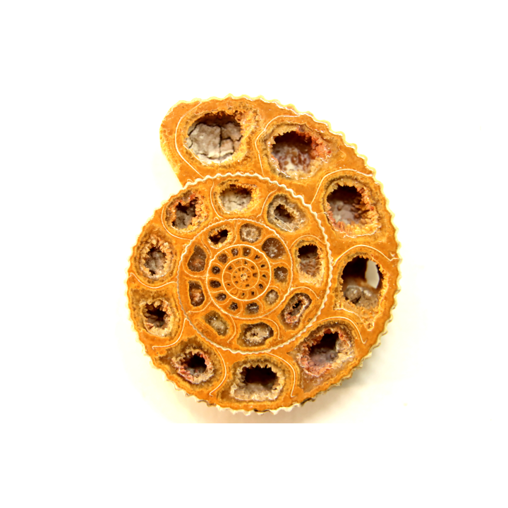 ammonite sciée de Madagascar
