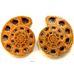 ammonite sciée de Madagascar