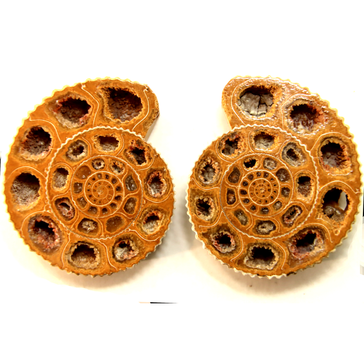ammonite sciée de Madagascar