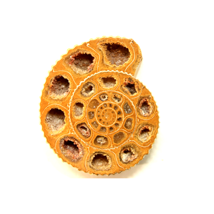 ammonite sciée de Madagascar