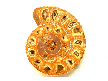 ammonite sciée de Madagascar