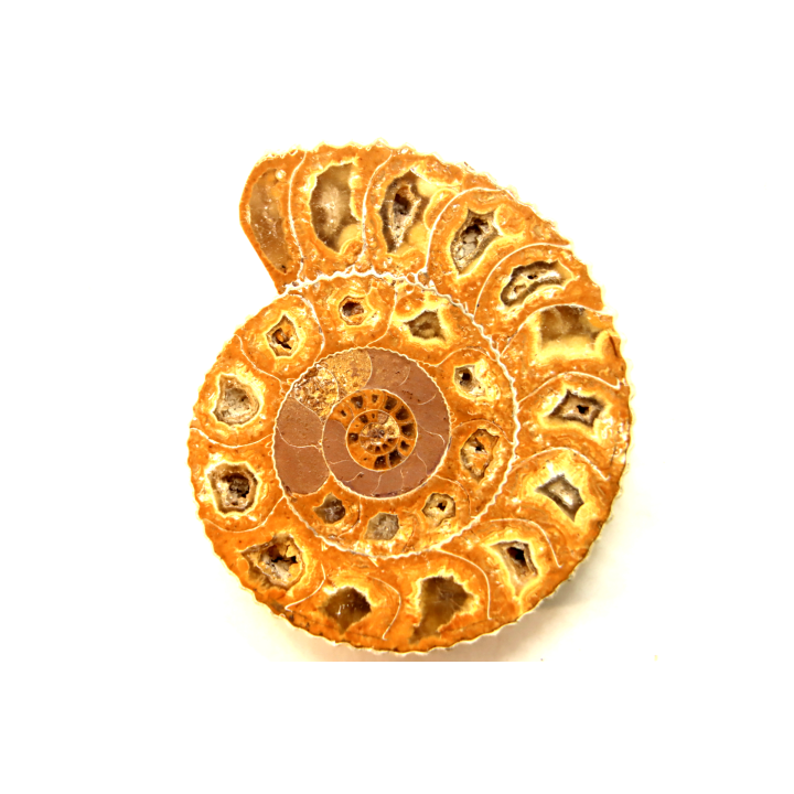 ammonite sciée de Madagascar