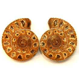 ammonite sciée de Madagascar
