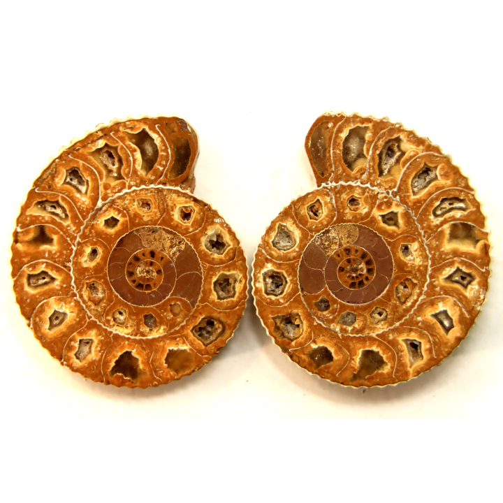 ammonite sciée de Madagascar