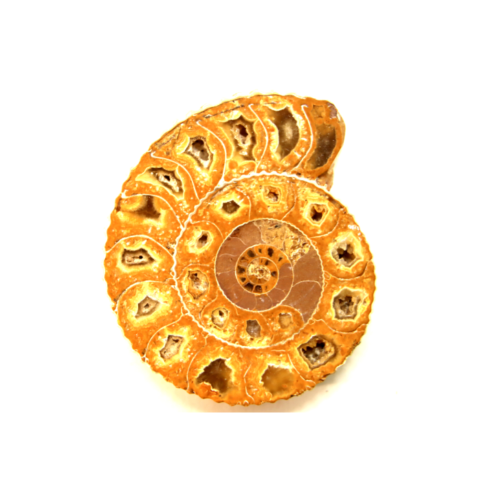ammonite sciée de Madagascar