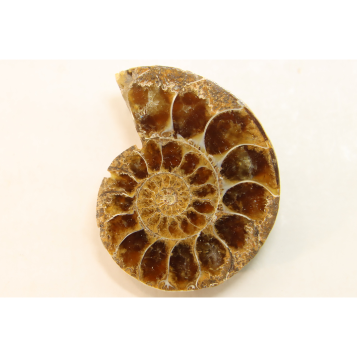 ammonite sciée de Madagascar