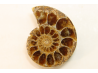 ammonite sciée de Madagascar