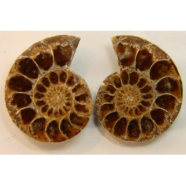 ammonite sciée de Madagascar