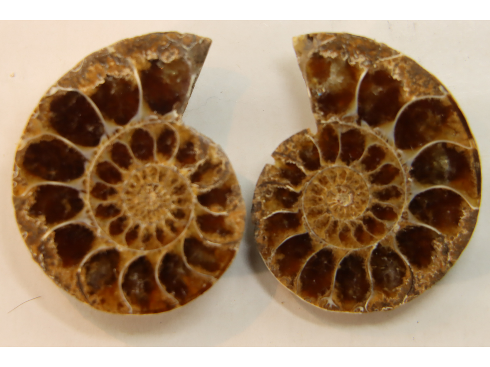 ammonite sciée de Madagascar