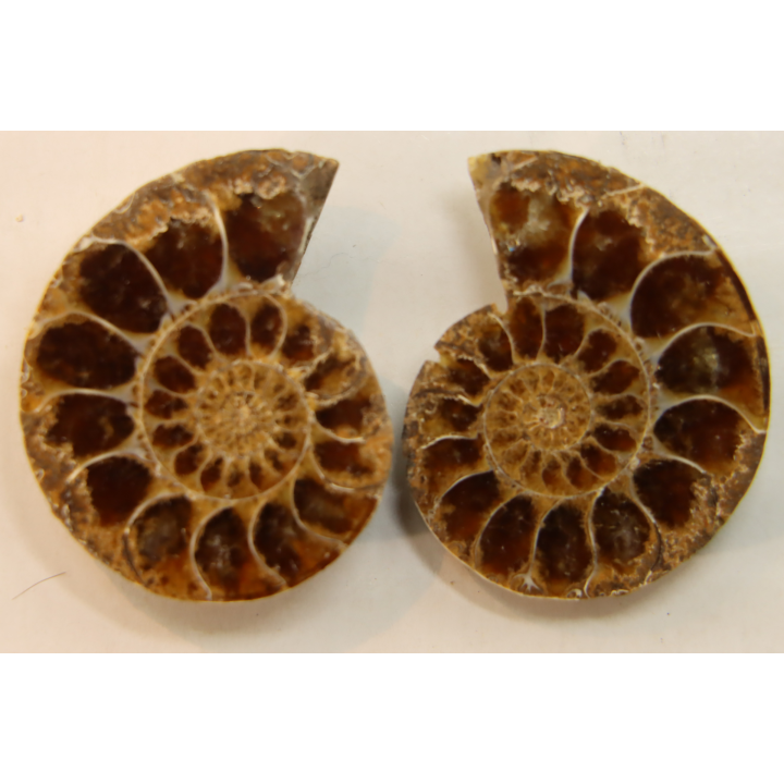 ammonite sciée de Madagascar