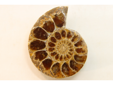 ammonite sciée de Madagascar