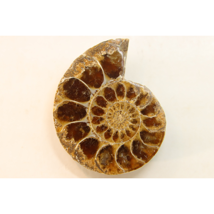 ammonite sciée de Madagascar