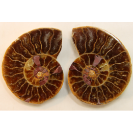 ammonite sciée de Madagascar
