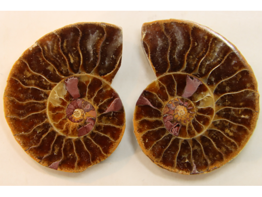 ammonite sciée de Madagascar