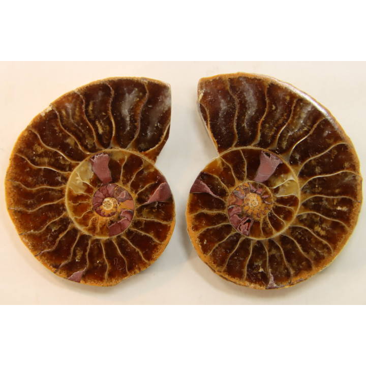 ammonite sciée de Madagascar