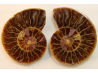 ammonite sciée de Madagascar