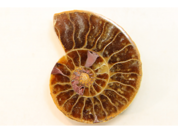 ammonite sciée de Madagascar