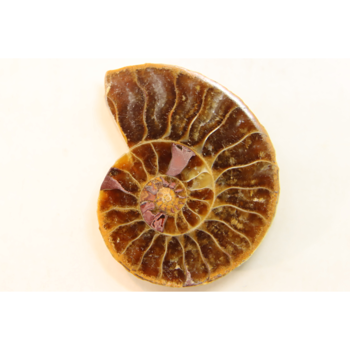 ammonite sciée de Madagascar