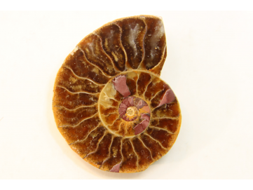 ammonite sciée de Madagascar