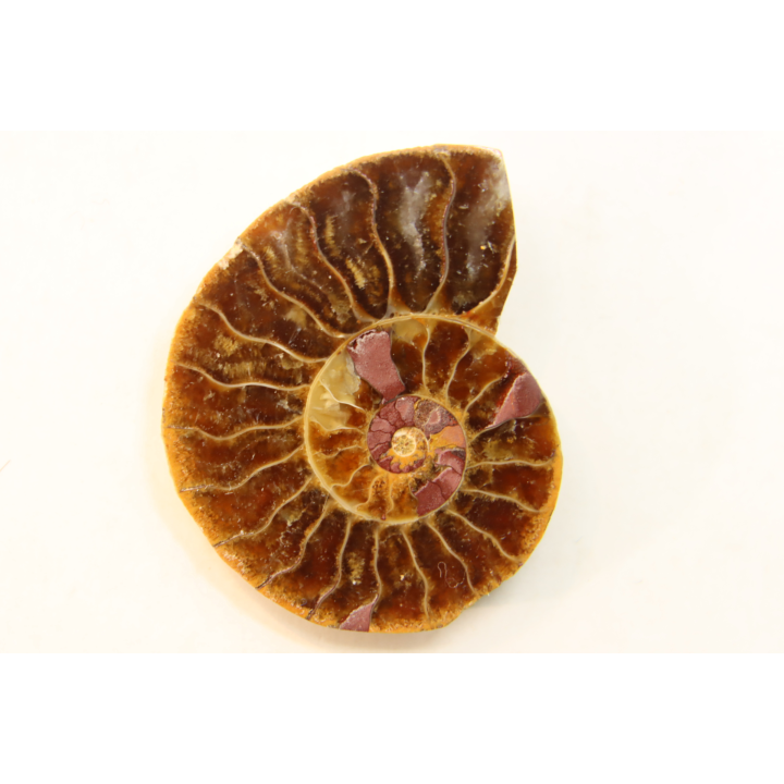 ammonite sciée de Madagascar