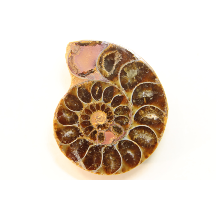 ammonite sciée de Madagascar