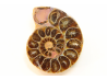 ammonite sciée de Madagascar